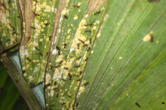 coconut-mealybugs-tended-by-ants_11215373815_o