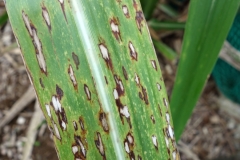 fungal-leaf-spot-of-sugar-cane-saccharum-sp_9589556497_o