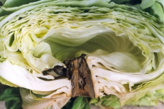 heart-rot-of-cabbage-caused-by-calcium-deficiency_9738859776_o
