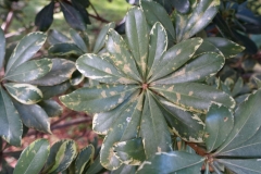 japanese-pittosporum-pittosporum-tobira-cercospora-leaf-spot_24212674613_o