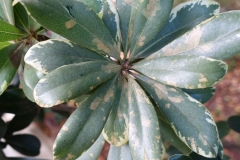 japanese-pittosporum-pittosporum-tobira-cercospora-leaf-spot_24746070031_o