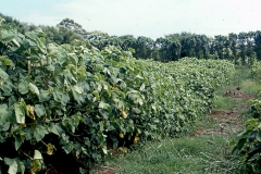 kava-field-circa-1999-or-2000_9573097732_o