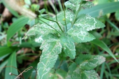 leaf-miners-infesting-weeds-at-kalawahine-trail-oahu_9633569028_o