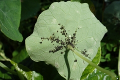 nasturtium-leaf-with-aphids-and-powdery-mildew_8871244606_o