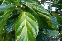 noni-morinda-citrifolia-frog-eye-leaf-spot_24397237254_o