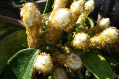 oleander-aphids-aphis-nerii-on-stephanotis_9533086658_o