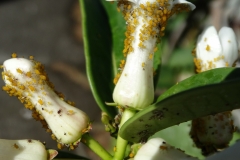 oleander-aphids-aphis-nerii-on-stephanotis_9696488138_o