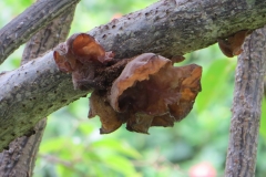 pepeiao-the-ear-fungus-or-wood-ear-poss-auricularia-cornea_16018761131_o