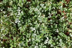 poss-medicago-lupulina-powdery-mildew_26595161144_o