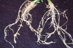 root-knot-of-cucumber-cucumis-sativus_9692685209_o