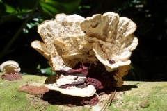 wood-rotting-fungi-in-manoa-valley-hawaii_9524955371_o