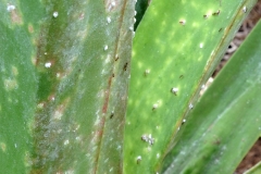 ants-tending-mealybugs_25967841756_o