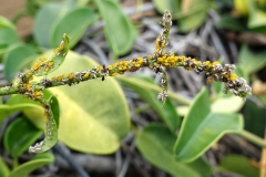 aphids-on-stephanotis-floribunda_27157026822_o