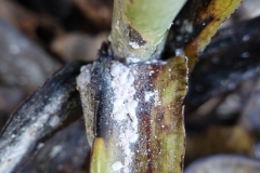 banana-mealybugs-and-ants_26595185424_o