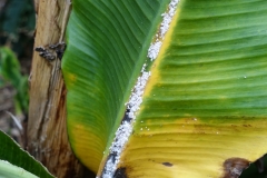 banana-mealybugs-and-ants_26772095124_o