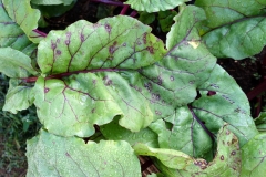 chard-cercospora-leaf-spot_25195266559_o