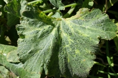 cucurbit-leaf-mosaic_25817458325_o