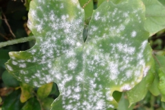 ivy-gourd-coccinia-grandis-powdery-mildew_26266331395_o