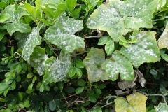 ivy-gourd-powdery-mildew_24997141044_o