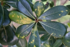 japanese-pittosporum-pittosporum-tobira-cercospora-leaf-spot_23753419573_o