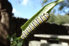 monarch-butterfly-larva_26338135702_o