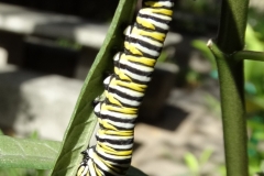 monarch-butterfly-larva_26338136712_o