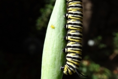 monarch-butterfly-larva_26364286161_o