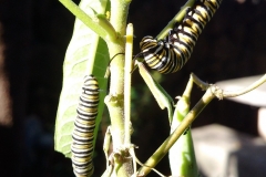 monarch-butterfly-larvae_26157305540_o