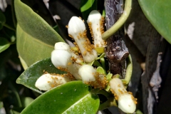 oleander-aphids-aphis-nerii-on-stephanotis_25927123763_o