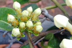 oleander-aphids-aphis-nerii-on-stephanotis_26035297384_o