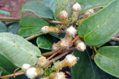 oleander-aphids-aphis-nerii-on-stephanotis_26368045880_o
