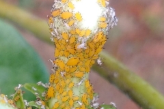 oleander-aphids-aphis-nerii-on-stephanotis_26575658011_o