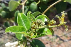 oleander-aphids-aphis-nerii-on-stephanotis_26887039442_o