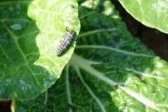 pakchoi-aphid-lion_25986245316_o