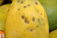 papaya-carica-papaya-fruit-spots_26704922414_o