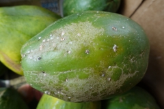 papaya-carica-papaya-scale-insects-and-mites-feeding-injury_24193280424_o