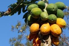 papaya-finch-feeding-injury-to-fruits_25917035051_o