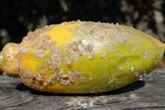 papaya-mites-feeding-injury-and-latex-bleeding_26597937651_o