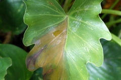 philodendron-hydrosis_27290817121_o