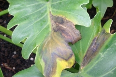 philodendron-poss-bacterial-leaf-blight-xanthomonas-campestris_25868012152_o