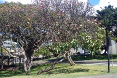 photoperiod-effect-of-street-lamp-on-plumeria-foliage-stimulates-premature-leaf-growth_26371329160_o