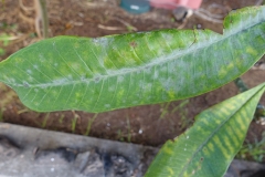 plumeria-powdery-mildew_25195254829_o