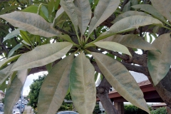 plumeria-spider-mites-feeding-injury-bronzing-of-leaves_26739821840_o