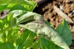 sweet-basil-downy-mildew_26140461895_o