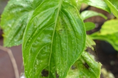 sweet-basil-ocimum-basilicum-pseudocercospora-leaf-spot_23908570369_o
