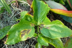 syngonium-bacterial-leaf-blight_23648048604_o