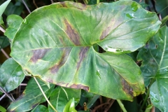 syngonium-bacterial-leaf-blight_24250124036_o