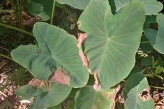 taro-colocasia-esculenta-leaf-blight_24082747190_o