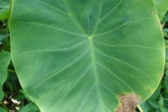 taro-colocasia-esculenta-leaf-blight_24286094111_o