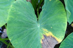 taro-colocasia-esculenta-leaf-blight_24517728806_o